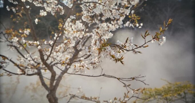 Spring Cherry Blossom Tree in Mist In Hiroshima Japan - Slow backing up shot
