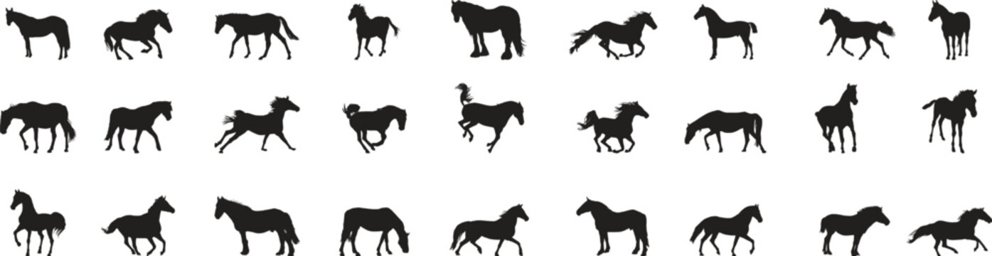 Horse walk cycle animation sheet. Realistic equine motion frames for games, simulation, education, and creative projects. Seamless movement reference video asset.