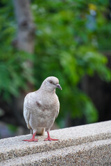 Obraz premium A light brown pigeon with pink feet stands on a textured concrete ledge