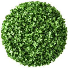 Obraz premium Fresh parsley circle displayed close-up isolated on white background