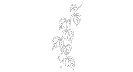 Minimal Pothos Vine Line Art Illustration © Tukang