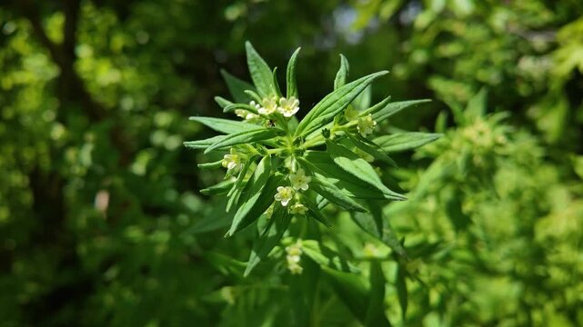 Wild Forest Plant - Corn Gromwell - Close Up - 4K UHD
