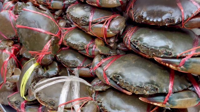 Giant mud crab at seafood market