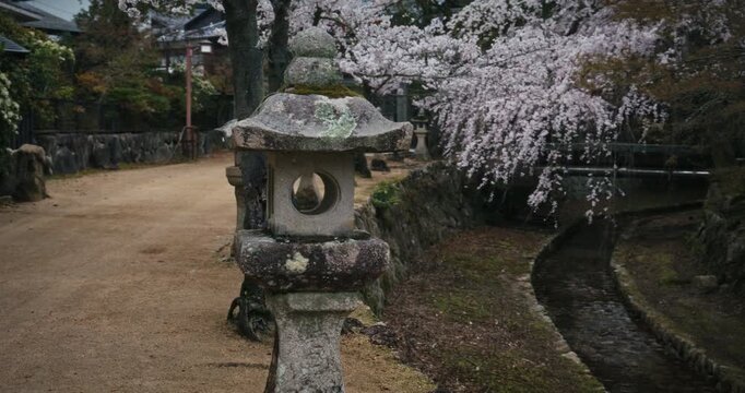 Old Stone Lanterns Along Path With Cherry Blossoms Near Small Stream At Japanese Shrine