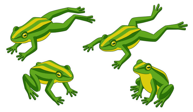 Colorful green and yellow striped frog drawing vector set featuring active amphibians in jumping, swimming, and resting poses isolated on white background for wildlife illustrations.