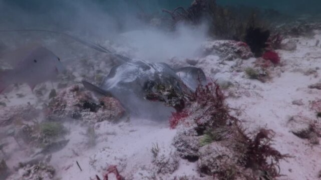 A huge southern stingray (dasyatis americana) looking for food on the sandbank