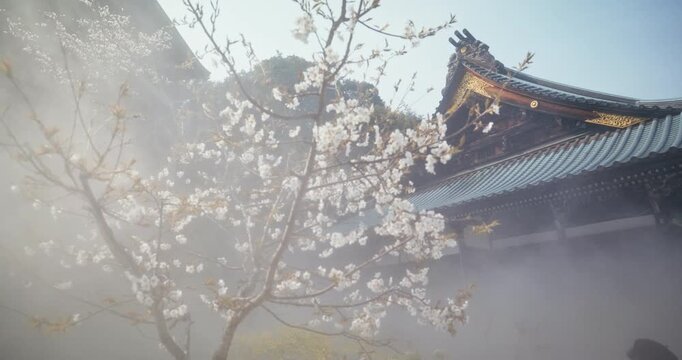 Mist Consuming Spring Cherry Blossom Tree and Traditional Japanese Temple Roof - Steady Cam Shot
