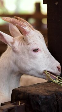 Vertical Shot Of goat or domestic goat, Capra hircus, is species of goat-antelope that is mostly kept as livestock