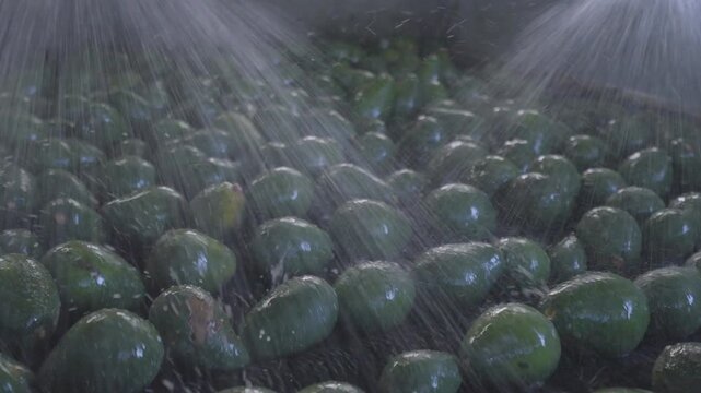 Jets of water cascade over avocados in a processing facility, ensuring cleanliness. Useful for food industry demonstrations or agricultural documentaries.