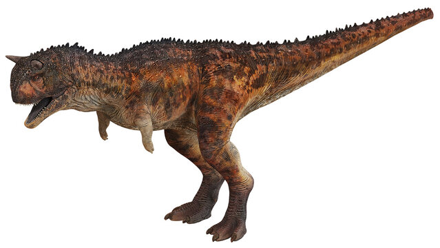 Realistic Carnotaurus dinosaur model on white background.