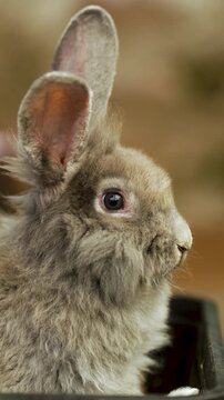 Vertical Shot Of European rabbit, Oryctolagus cuniculus or coney is species of rabbit native to Iberian Peninsula and southwestern France
