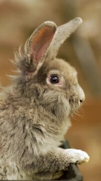 Vertical Shot Of European rabbit, Oryctolagus cuniculus or coney is species of rabbit native to Iberian Peninsula and southwestern France