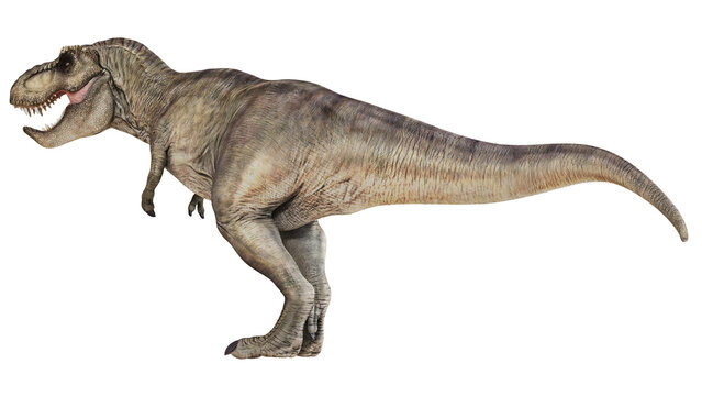 Realistic T. rex illustration on white background