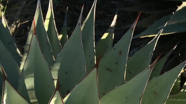 Agave plant with thick green leaves, sharp red tipped spines, and geometric patterns growing in desert terrain near Guadalupe Mountains National Park, Texas, USA. Close up static establishing shot.