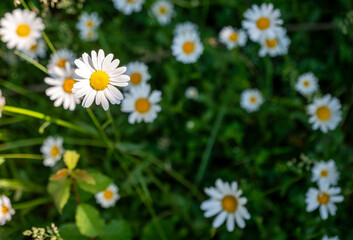 Fototapeta premium Single oxeye daisy in sharp focus surrounded by softly blurred daisies in a green meadow. Summer wildflower scene with natural bokeh and selective focus.
