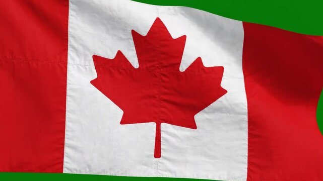Waving flag of canada, national symbol of the country, red and white maple leaf banner