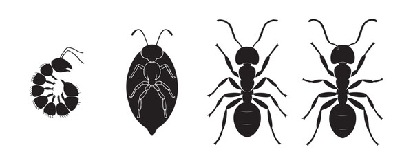 Biological stages of ant growth showing larva and mature insect silhouette icons for educational display. © Farik