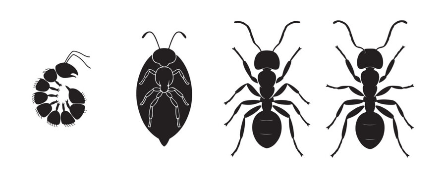 Biological stages of ant growth showing larva and mature insect silhouette icons for educational display.