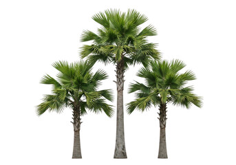 Fototapeta premium Group of three tall tropical palm trees isolated on transparent background for landscape projects