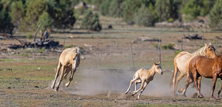 A wild palomino horse running and snaking its young palomino colt across a dusty field in the Apache-Sitgreaves National Forest near Heber-Overgaard, Arizona