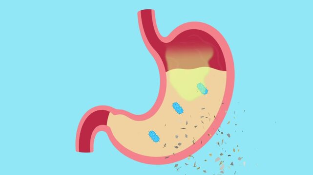 gut bacteria digest food and produce gas