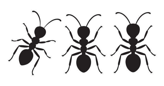 Three black ant silhouettes on transparent background, insect vector illustration, simple graphic design.