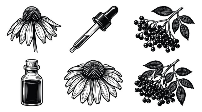 Herbal medicine vector icons with echinacea flowers syringe and natural oil drops.