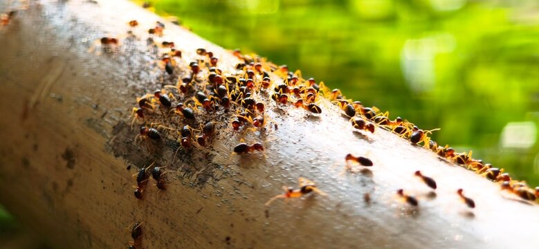 Formica ants working together walking on bamboo trunk in nature.
