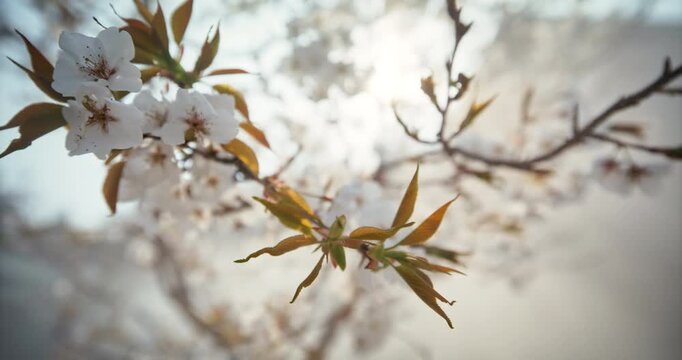 Cherry Blossom Branch with New Leaves Against Bright Sky In Japan - closeup, steady cam shot