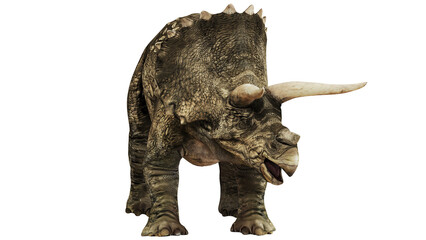 Realistic triceratops model on white background. © Ilie