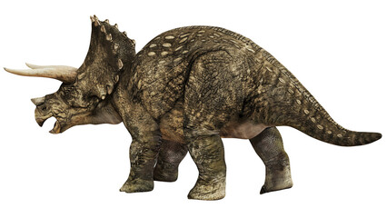 Detailed illustration of a Triceratops dinosaur. © Ilie