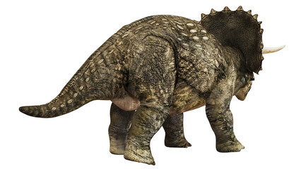 Majestic Triceratops roaming prehistorically. © Ilie