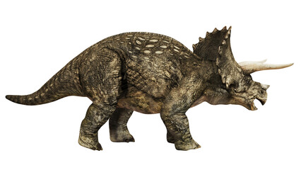 Realistic triceratops on a white background © Ilie