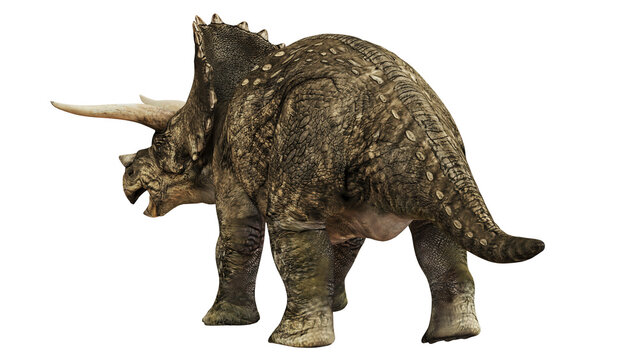 Majestic triceratops in a prehistoric stance