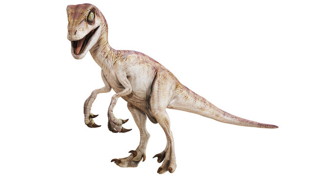Realistic velociraptor dinosaur on white background