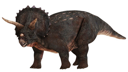 Realistic triceratops dinosaur illustration © Ilie