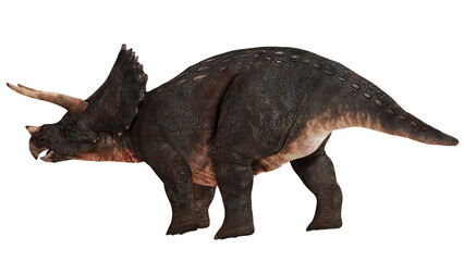 Realistic triceratops dinosaur illustration on white. © Ilie