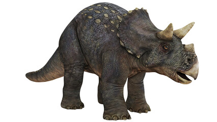 Fototapeta premium Detailed 3D illustration of a Triceratops dinosaur.