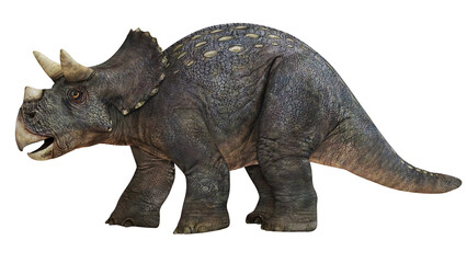 Majestic Triceratops on white background © Ilie