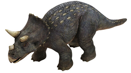 Fototapeta premium Realistic model of a Triceratops dinosaur