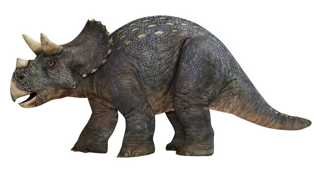 Majestic Triceratops on white background