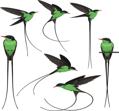 Green doctor bird swallowtail hummingbird vector illustration set, flying streamertail colibri bird characters collection
