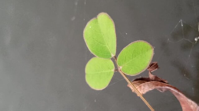 Desmodium triflorum growing naturally along the edge of a rice field irrigation channel, showcasing low creeping vegetation and adaptation to moist agricultural environments.