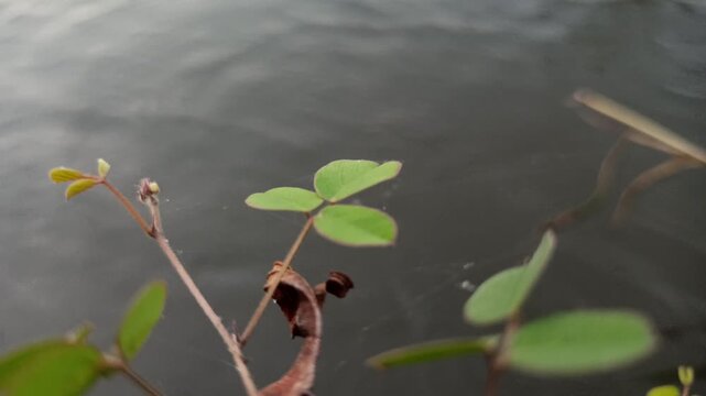 Desmodium triflorum growing naturally along the edge of a rice field irrigation channel, showcasing low creeping vegetation and adaptation to moist agricultural environments.