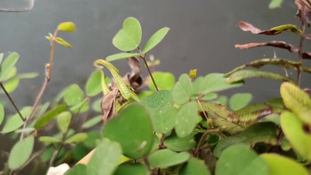 Desmodium triflorum growing naturally along the edge of a rice field irrigation channel, showcasing low creeping vegetation and adaptation to moist agricultural environments.