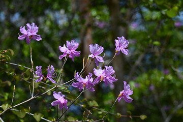 Obraz premium Rhododendron dilatatum flowers. 'Mitsuba-Tsutsuji', native to Japan. Ericaceae deciduous shrub. Pink flowers bloom in spring before the leaves appear.