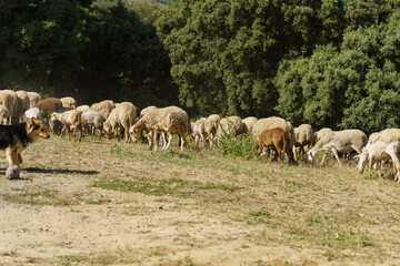 Obraz premium Shepherd dog watching over a flock of sheep grazing dry grass on a sunny day with green trees in the background