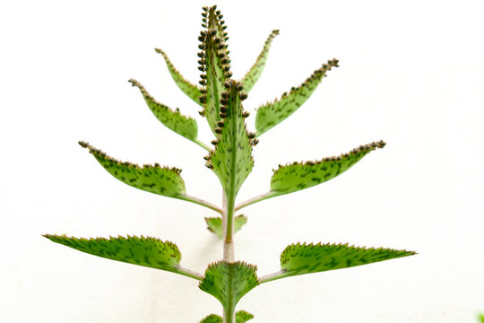Kalanchoe daigremontiana (mother of thousands) with rows of tiny plantlets along green leaf margins, close-up on white background