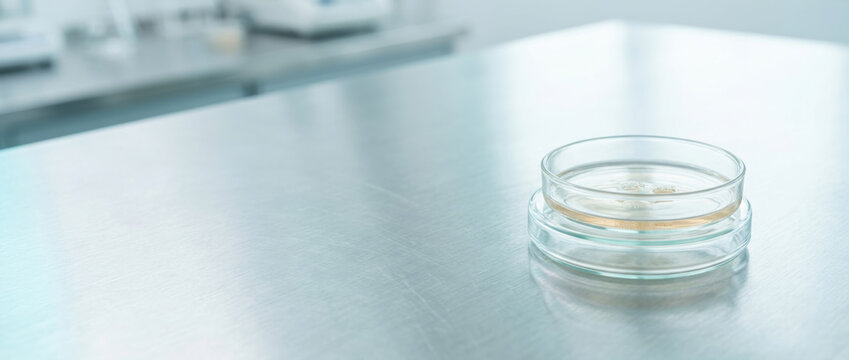 Petri dish with culture on stainless table in laboratory, sterile mood