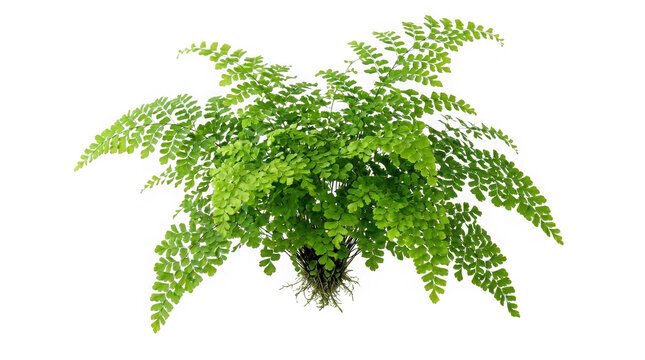 Maidenhair fern plant with roots isolated on transparent background